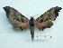  ( - BC-Mel3336)  @13 [ ] Copyright (2018) Sphingidae Museum-Czech republic Ekologicke centrum Orlov o.p.s.