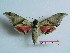  ( - BC-Mel3373)  @14 [ ] Copyright (2018) Sphingidae Museum-Czech republic Ekologicke centrum Orlov o.p.s.