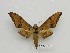  ( - BC-Mel3546)  @11 [ ] Copyright (2019) Sphingidae Museum-Czech republic Ekologicke centrum Orlov o.p.s.