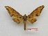  ( - BC-Mel3553)  @11 [ ] Copyright (2019) Sphingidae Museum-Czech republic Ekologicke centrum Orlov o.p.s.
