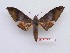  ( - BC-Mel3672)  @11 [ ] Copyright (2019) Sphingidae Museum-Czech republic Ekologicke centrum Orlov o.p.s.