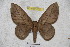  (Citioica rubrocanescens - BC-RBP 3712)  @14 [ ] Copyright (2010) Ron Brechlin Research Collection of Ron Brechlin