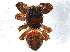  (Dendryphantes nigromaculatus - BIOUG03525-D01)  @13 [ ] CreativeCommons - Attribution (2013) CBG Photography Group Centre for Biodiversity Genomics