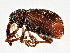  (Anthonomus signatus - BIOUG03521-H11)  @14 [ ] CreativeCommons - Attribution (2013) CBG Photography Group Centre for Biodiversity Genomics