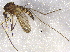  (Aedes tahoensis - BIOUG03986-G05)  @14 [ ] CreativeCommons - Attribution (2013) CBG Photography Group Centre for Biodiversity Genomics
