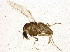  (Corynoneura sp. 11ES - BIOUG03987-A07)  @13 [ ] CreativeCommons - Attribution (2013) CBG Photography Group Centre for Biodiversity Genomics