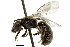  (Lasioglossum sandhousiellum - BIOUG04337-F09)  @15 [ ] CreativeCommons - Attribution (2018) CBG Photography Group Centre for Biodiversity Genomics