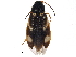  (Eanus maculipennis - BIOUG12623-G01)  @15 [ ] CreativeCommons - Attribution (2015) CBG Photography Group Centre for Biodiversity Genomics