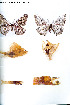  (Gynanisa meridiei - PD-BC-1583)  @12 [ ] Copyright (2010) Unspecified Research Collection of Philippe Darge