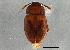  (Platyhydnobius arizonensis - BIOUG04644-F12)  @14 [ ] CreativeCommons - Attribution (2014) CBG Photography Group Centre for Biodiversity Genomics