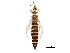  (Anaphothrips cameroni - BIOUG06417-G11)  @15 [ ] CreativeCommons - Attribution (2015) CBG Photography Group Centre for Biodiversity Genomics