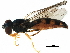  (Platycheirus angustatus4 - BIOUG06656-G12)  @15 [ ] CreativeCommons - Attribution (2016) CBG Photography Group Centre for Biodiversity Genomics