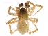  (Pocadicnemis occidentalis - BIOUG13687-E02)  @15 [ ] CreativeCommons - Attribution (2014) CBG Photography Group Centre for Biodiversity Genomics