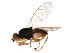  (Elachiptera californica - BIOUG24085-C04)  @14 [ ] CreativeCommons - Attribution (2015) CBG Photography Group Centre for Biodiversity Genomics
