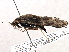  (Rhyacophila vocala - BIOUG06619-A04)  @14 [ ] CreativeCommons - Attribution (2014) CBG Photography Group Centre for Biodiversity Genomics