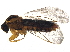  (Aspistinae - BIOUG06989-A12)  @13 [ ] CreativeCommons - Attribution (2014) CBG Photography Group Centre for Biodiversity Genomics