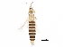  (Thrips tripartitus - BIOUG08286-C02)  @15 [ ] CreativeCommons - Attribution (2015) CBG Photography Group Centre for Biodiversity Genomics