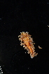  (Eubranchus vittatus - 125088.1)  @11 [ ] CreativeCommons - Attribution Non-Commercial Share-Alike (2018) M. Malaquias University of Bergen, Natural History Collections