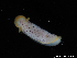  (Chromodoris aspersa - SWNK091)  @11 [ ] CreativeCommons - Attribution Share-Alike (2022) Nobuhiko Kimoto Seaslug.word