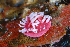  (Okenia hiroi - SWNK070)  @11 [ ] CreativeCommons - Attribution Non-Commercial (2021) Nobuhiko Kimoto Seaslug.word