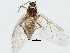  (Tamaliinae - BIOUG06939-C08)  @14 [ ] CreativeCommons - Attribution (2014) CBG Photography Group Centre for Biodiversity Genomics