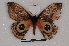  (Automeris yarumala - BC-Dec1930)  @13 [ ] CreativeCommons - Attribution Non-Commercial Share-Alike (2014) ECODIV Univ Rouen