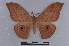  (Aurivillius fuscus - BC-Dec2022)  @11 [ ] CreativeCommons - Attribution Non-Commercial Share-Alike (2016) Thibaud Decaëns Universite Montpellier, CEFE Lab