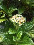  (Melanodendron integrifolium - QC2235-1)  @11 [ ] CreativeCommons  Attribution Non-Commercial Share-Alike (2022) Unspecified Beaty Biodiversity Museum