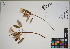  (Trochetiopsis ebenus - QC23-157.1)  @11 [ ] CreativeCommons  Attribution Non-Commercial Share-Alike (2024) UBC Herbarium University of British Columbia