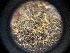  (Lepidozia cupressina - QC23-5-595)  @11 [ ] CreativeCommons  Attribution Non-Commercial Share-Alike (2137) D.M. Percy University of British Columbia