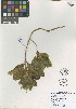  (Lobelioideae - QC224-5)  @11 [ ] CreativeCommons  Attribution Non-Commercial Share-Alike (2022) Unspecified Beaty Biodiversity Museum