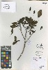  (Petrobium arboreum - QC226-1)  @11 [ ] CreativeCommons  Attribution Non-Commercial Share-Alike (2022) Unspecified Beaty Biodiversity Museum