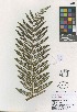  (Dicksonia arborescens - QC2211-1)  @11 [ ] CreativeCommons  Attribution Non-Commercial Share-Alike (2022) Unspecified Beaty Biodiversity Museum
