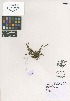  (Hymenophyllum - QC2225-1)  @11 [ ] CreativeCommons  Attribution Non-Commercial Share-Alike (2022) Unspecified Beaty Biodiversity Museum