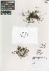 (Elaphoglossum - QC2226-1)  @11 [ ] CreativeCommons  Attribution Non-Commercial Share-Alike (2022) Unspecified Beaty Biodiversity Museum