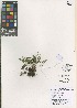  (Elaphoglossum furcatum - QC2228-1)  @11 [ ] CreativeCommons  Attribution Non-Commercial Share-Alike (2022) Unspecified Beaty Biodiversity Museum