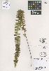  (Nephrolepis cordifolia - QC2234A-1)  @11 [ ] CreativeCommons  Attribution Non-Commercial Share-Alike (2022) Unspecified Beaty Biodiversity Museum