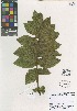  ( - QC2238-2)  @11 [ ] CreativeCommons  Attribution Non-Commercial Share-Alike (2022) Unspecified Beaty Biodiversity Museum