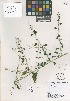  (Chenopodium helenense - QC2247A-1)  @11 [ ] CreativeCommons  Attribution Non-Commercial Share-Alike (2022) Unspecified Beaty Biodiversity Museum