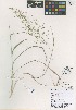  (Eragrostis episcopulus - QC2248-1)  @11 [ ] CreativeCommons  Attribution Non-Commercial Share-Alike (2022) Unspecified Beaty Biodiversity Museum