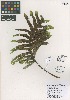  (Phlebodium aureum - QC2251-1)  @11 [ ] CreativeCommons  Attribution Non-Commercial Share-Alike (2022) Unspecified Beaty Biodiversity Museum