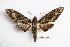  (Apocalypsis velox velox - BC-Mel3396)  @15 [ ] Copyright (2019) Sphingidae Museum-Czech republic Ekologicke centrum Orlov o.p.s.
