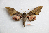  ( - BC-Mel3397)  @15 [ ] Copyright (2019) Sphingidae Museum-Czech republic Ekologicke centrum Orlov o.p.s.