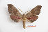  ( - BC-Mel3442)  @11 [ ] Copyright (2019) Sphingidae Museum-Czech republic Ekologicke centrum Orlov o.p.s.