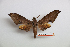  ( - BC-Mel3468)  @11 [ ] Copyright (2019) Sphingidae Museum-Czech republic Ekologicke centrum Orlov o.p.s.