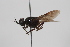  ( - cau02013)  @11 [ ] CreativeCommons - Attribution Non-Commercial Share-Alike (2010) China Agricultural University, Insect Collection China Agricultural University, Insect Collection