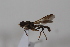  ( - cau02034)  @13 [ ] Unspecified (default): All Rights Reserved (2010) China Agricultural University, Insect Collection China Agricultural University, Insect Collection