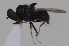  (Pachygastrinae - cau02057)  @15 [ ] Unspecified (default): All Rights Reserved (2010) China Agricultural University, Insect Collection China Agricultural University, Insect Collection