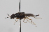  ( - cau02071)  @14 [ ] Unspecified (default): All Rights Reserved (2010) China Agricultural University, Insect Collection China Agricultural University, Insect Collection