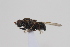  ( - cau02079)  @11 [ ] Unspecified (default): All Rights Reserved (2010) China Agricultural University, Insect Collection China Agricultural University, Insect Collection
